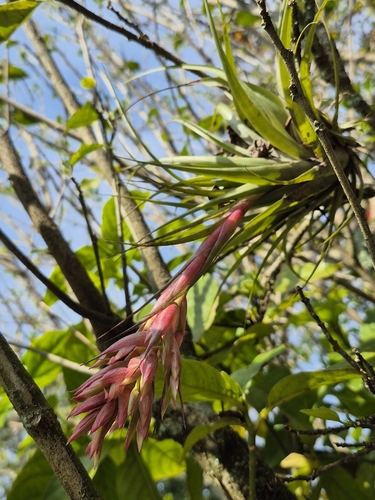 Tillandsia geminiflora, photograph 1