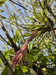 Tillandsia geminiflora, photograph (c) Denise Dalbosco Dell'Aglio, some rights reserved (CC BY)