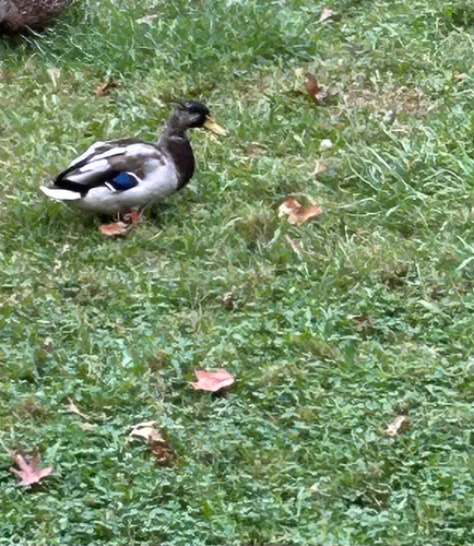 Mallard