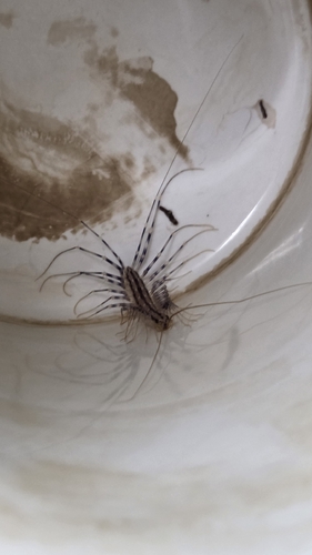 House Centipede