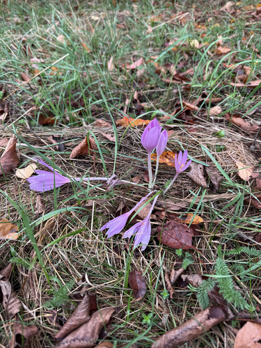 Autumn Crocus