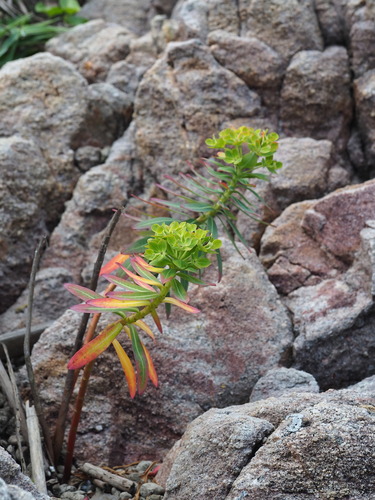 Euphorbia jolkinii, photograph 1