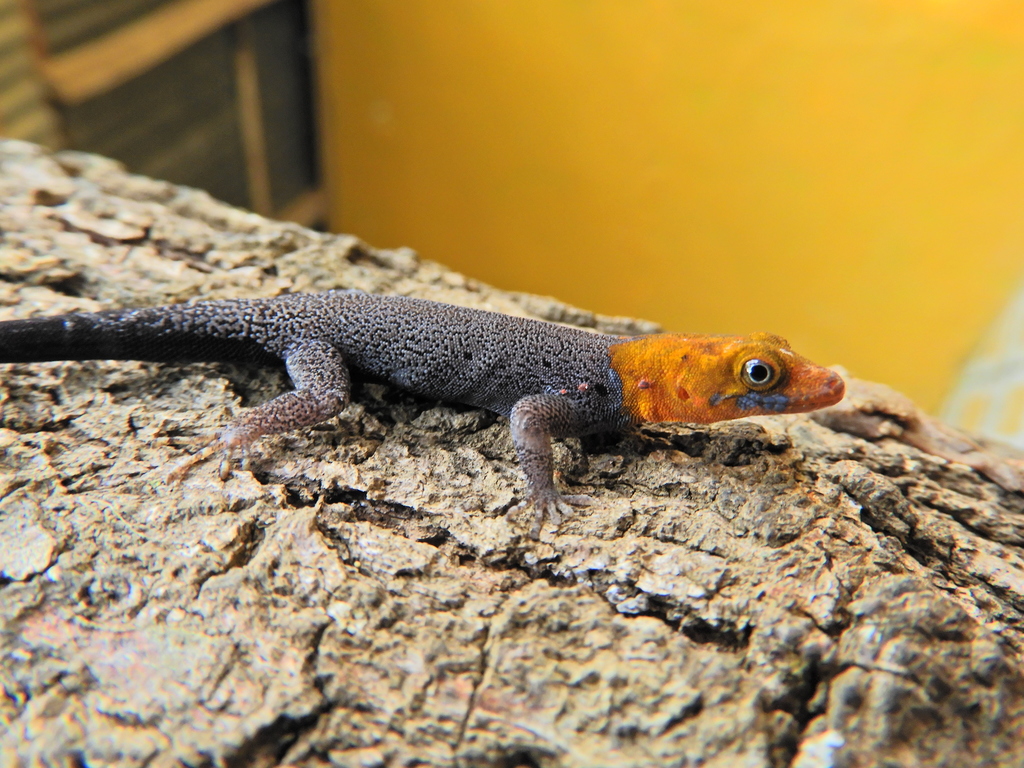 Yellow-headed Gecko