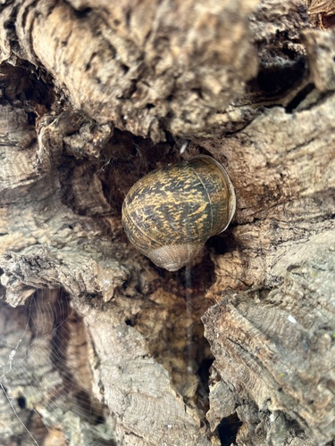 Garden Snail
