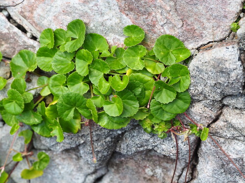 Centella asiatica