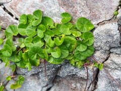 Centella asiatica
