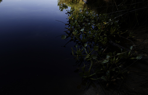 common water hyacinth