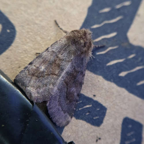Bronzed Cutworm Moth