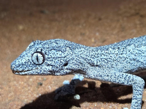 Northern Spiny-tailed Gecko