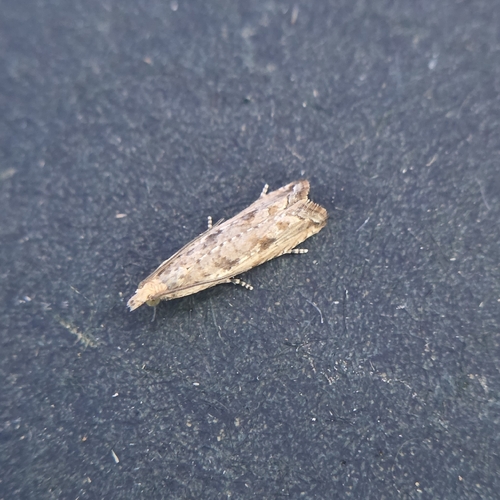 Javelin Moth
