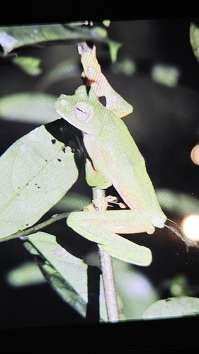 Rhacophorus nigropalmatus observed 2026-09-18