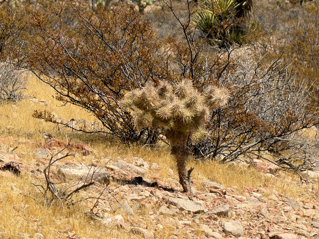 Cylindropuntia echinocarpa; photograph (c) CK2AZ, some rights reserved (CC BY)