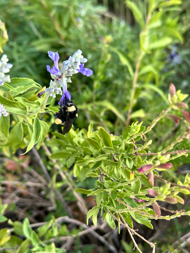 American Bumble Bee