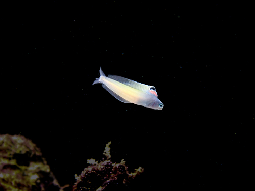 Plagiotremus townsendi observed 2026-09-18