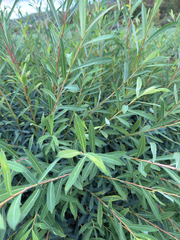 Salix purpurea, photograph (c) Codrin Bucur, some rights reserved (CC BY)
