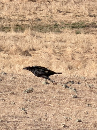 Common Raven