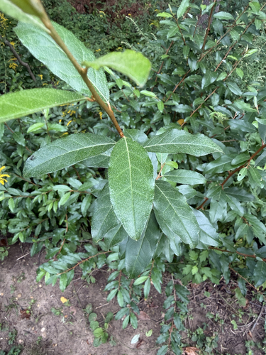 autumn olive