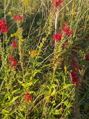 cardinal flower