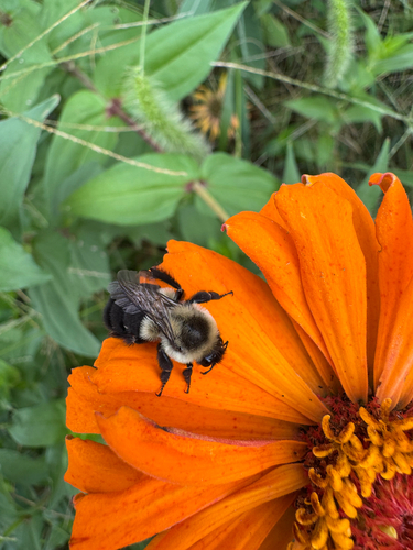 Common Eastern Bumble Bee