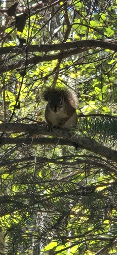 American Red Squirrel