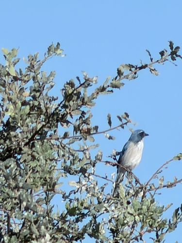 California Scrub-Jay