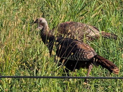 Wild Turkey