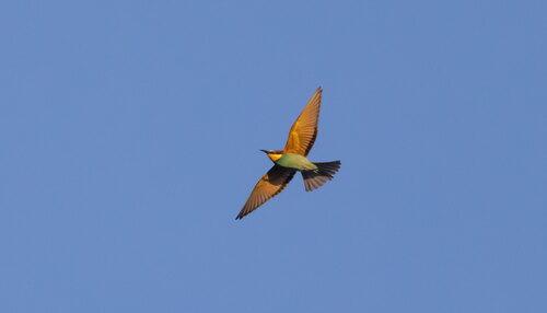 European Bee-eater