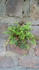 Asplenium ruta-muraria