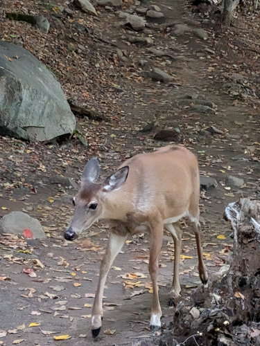 White-tailed Deer