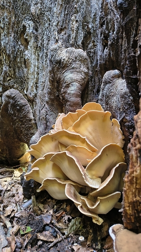 Giant Polypore