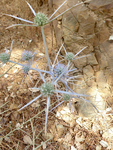 Eryngium tricuspidatum