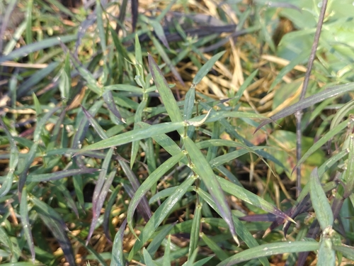 Rabelera holostea, photograph 5