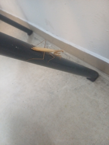 European Mantis
