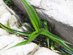 Pandanus odorifer