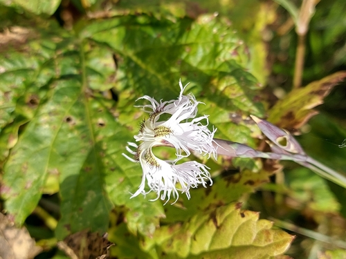 Fringed Pink
