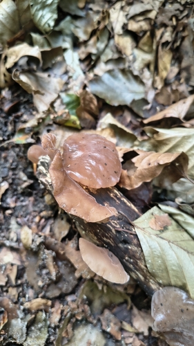 Jelly Ear