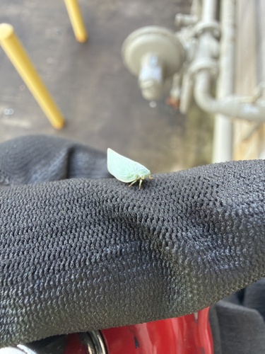 Northern Flatid Planthopper