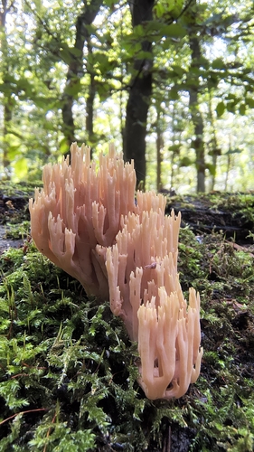Upright Coral Fungus