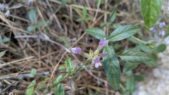 Bituminaria bituminosa