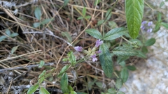 Bituminaria bituminosa, photograph (c) Jake Armstrong, some rights reserved (CC BY)