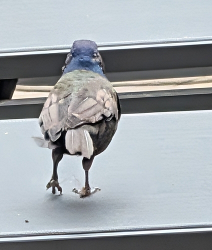 Common Grackle