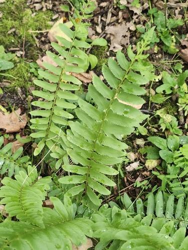 Christmas fern