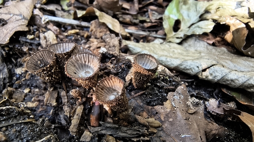 fluted bird's nest fungus