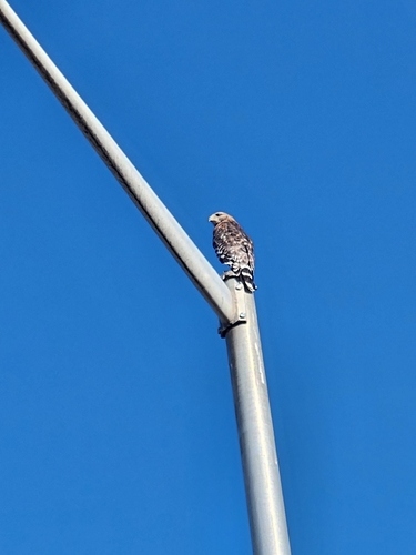 Red-shouldered Hawk