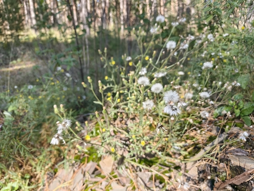 Senecio viscosus, photograph 4
