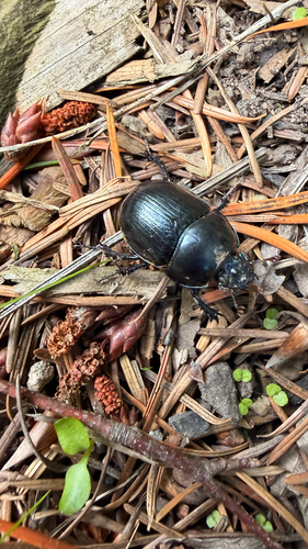 Woodland Dor Beetle