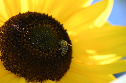 Western Honey Bee