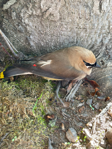 Cedar Waxwing