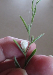 Evolvulus sericeus