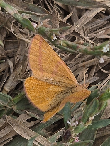 Purple-barred Yellow